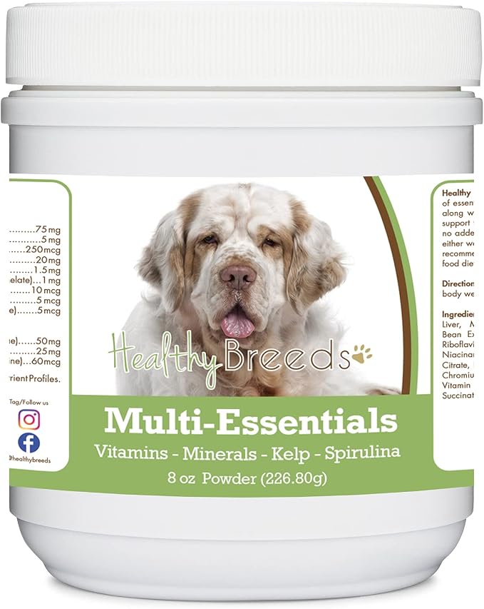 Clumber Spaniel