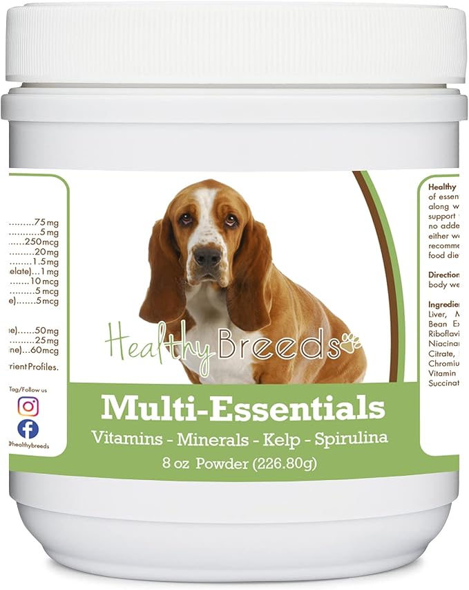 Basset Hound