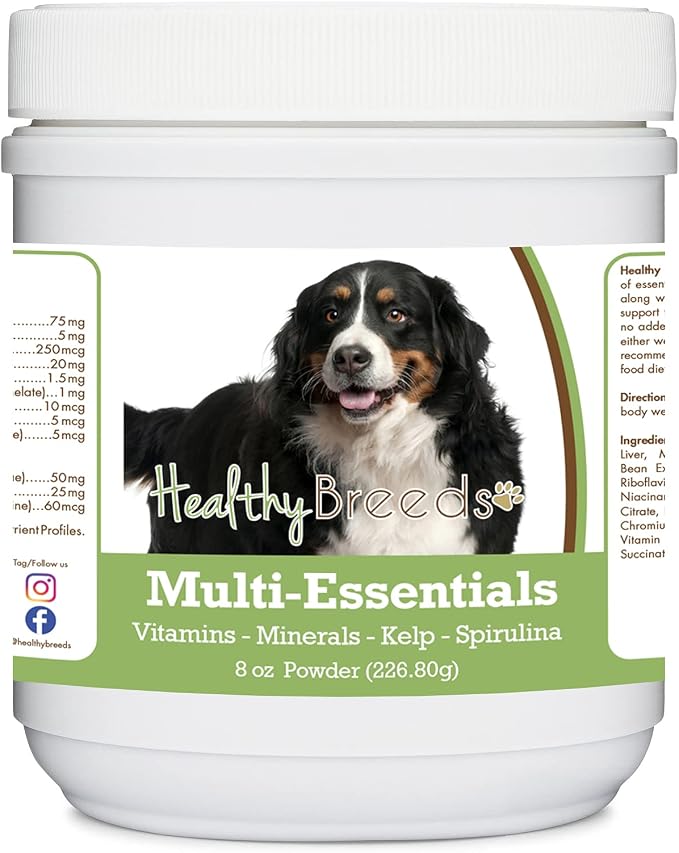 Bernese Mountain Dog