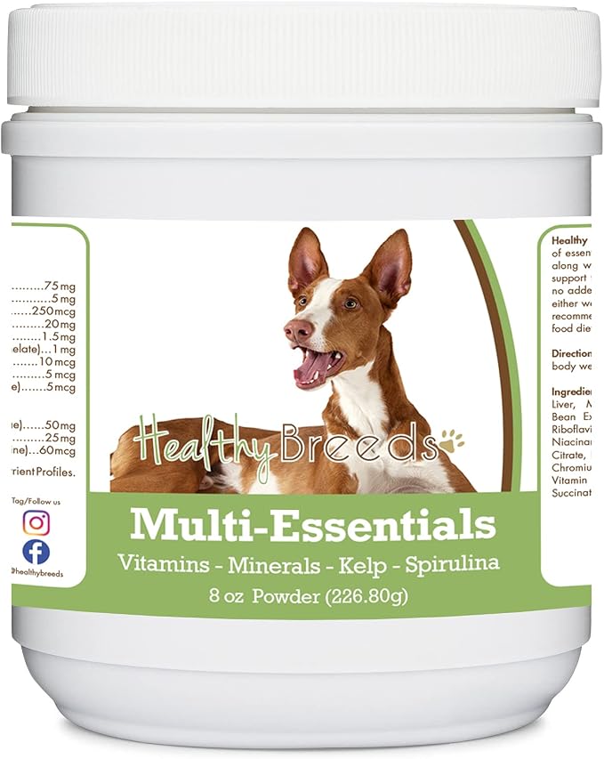 Ibizan Hound