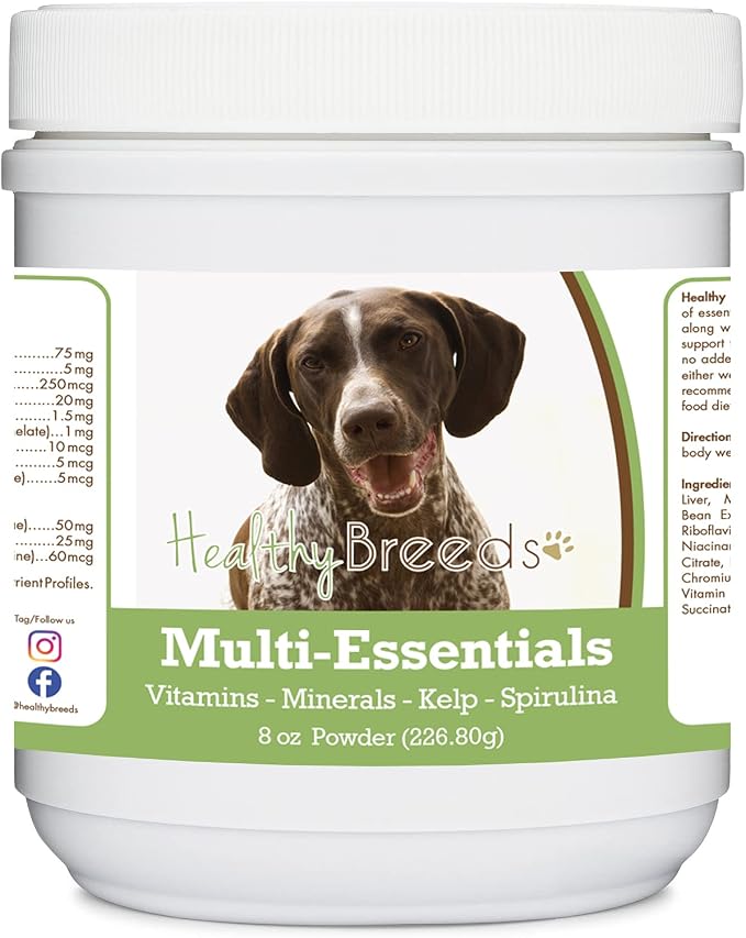 German Shorthaired Pointer
