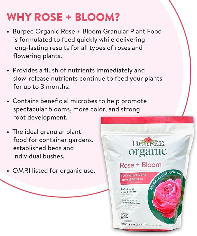 Rose & Bloom