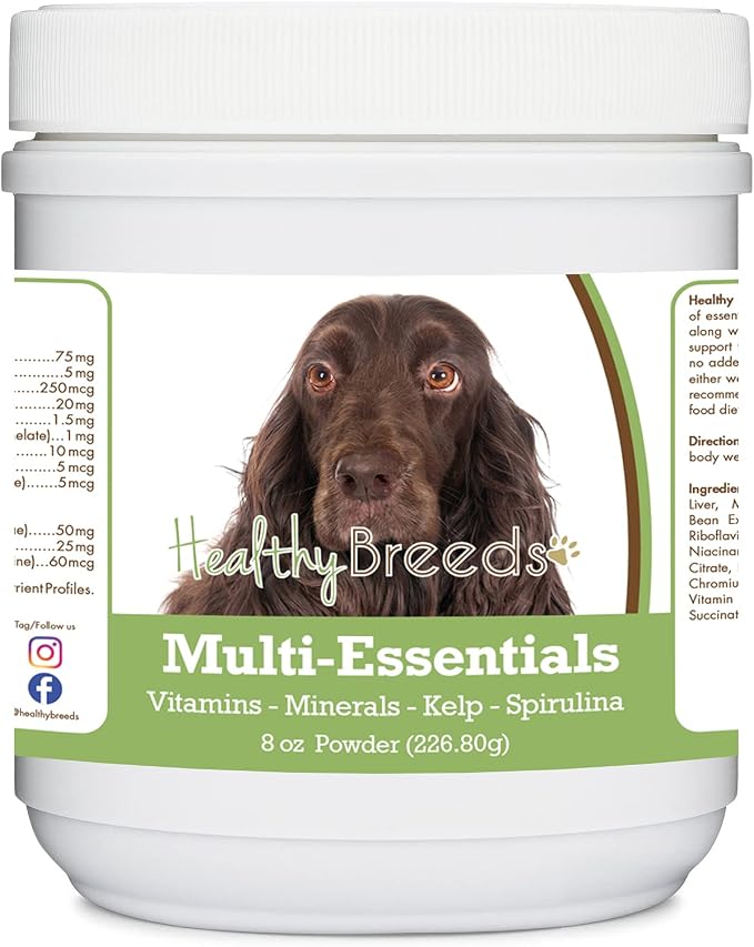 Field Spaniel