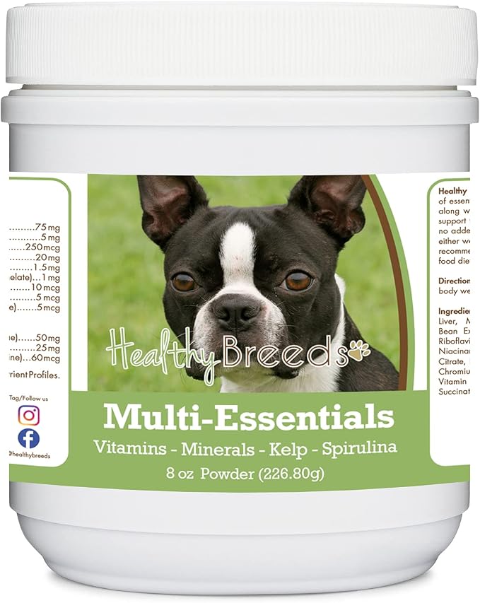 Boston Terrier