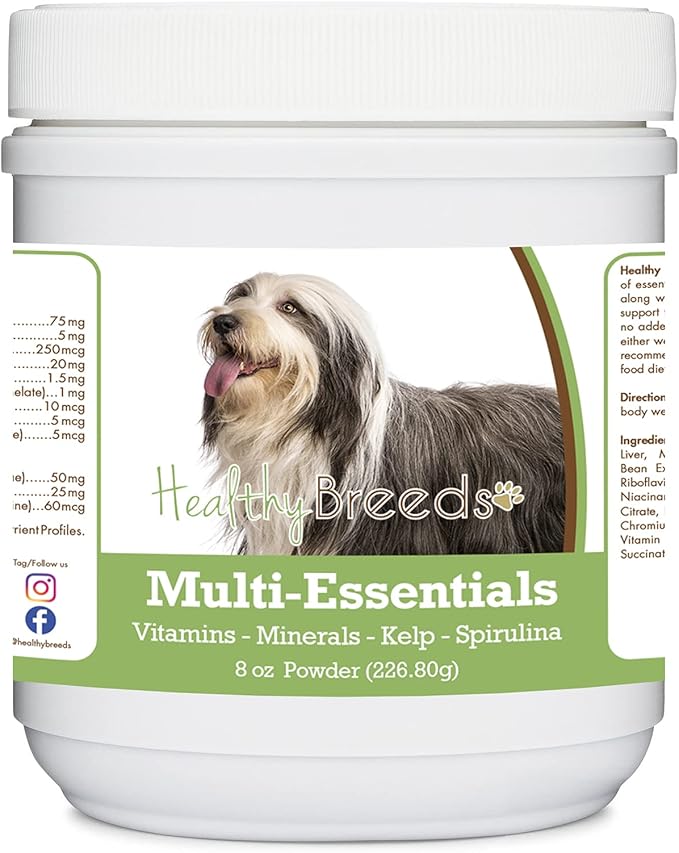 Bearded Collie