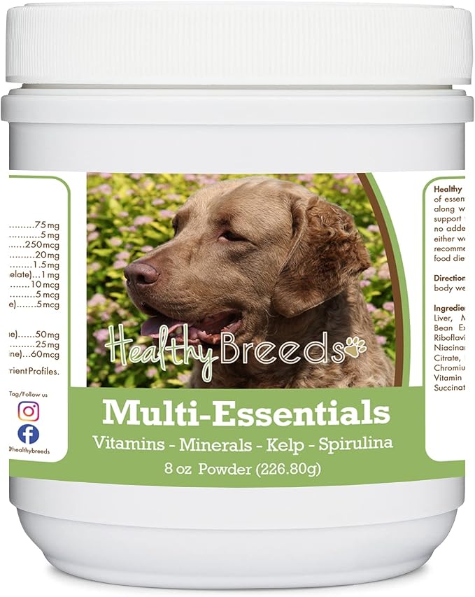Chesapeake Bay Retriever
