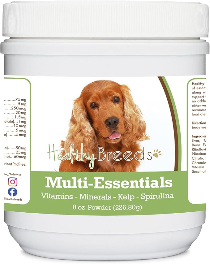 Cocker Spaniel