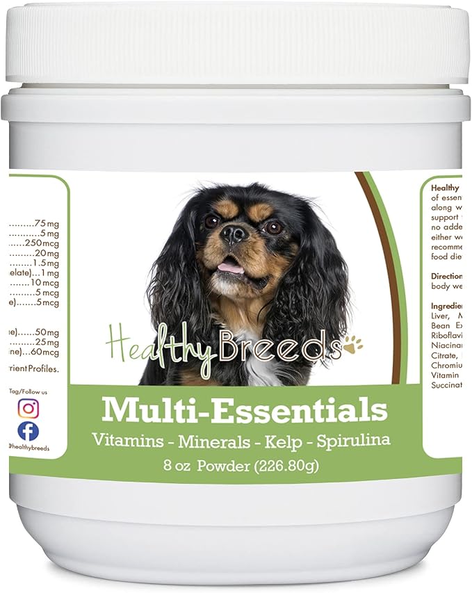Cavalier King Charles Spaniel