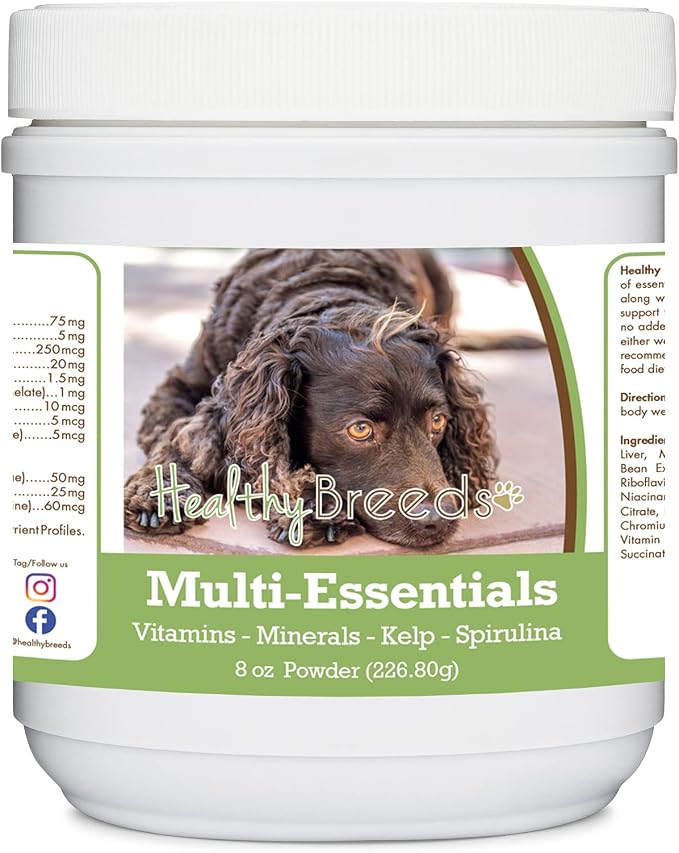 American Water Spaniel