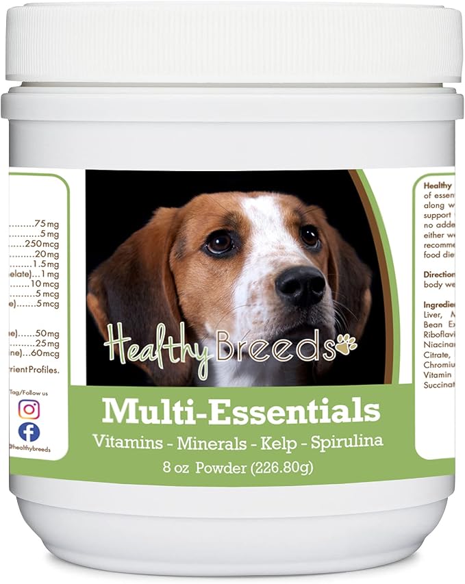 American English Coonhound