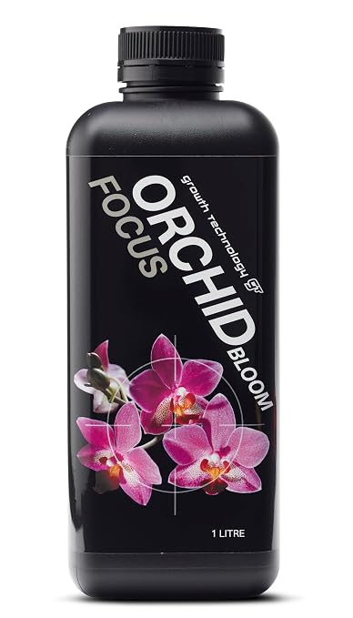 Orchid Bloom