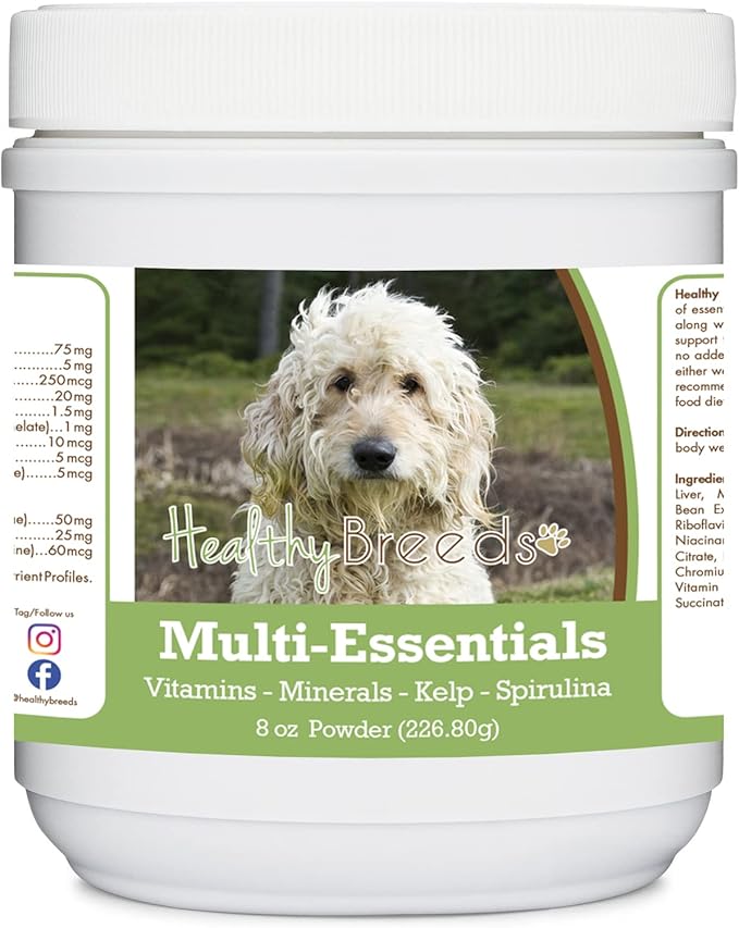 Goldendoodle, White