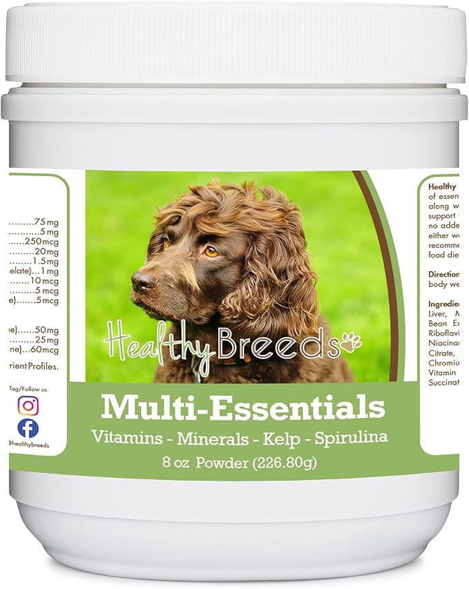 Boykin Spaniel