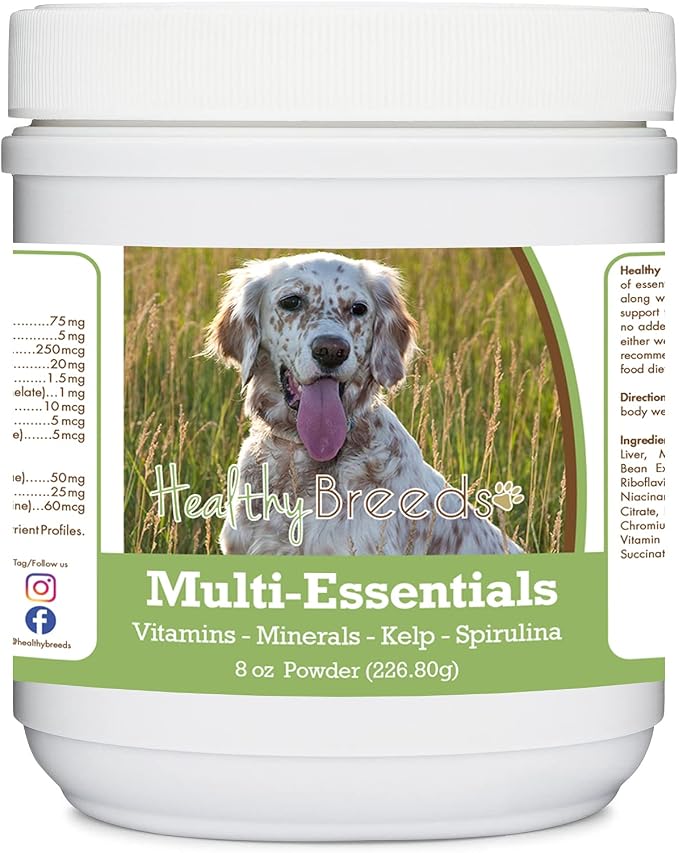 English Setter