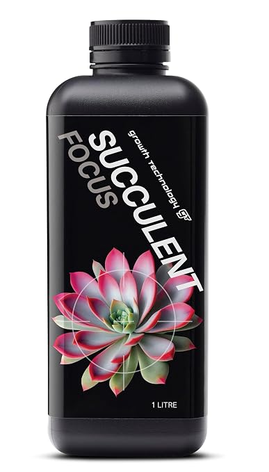 Succulent