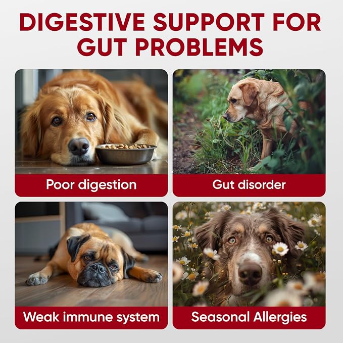 Probiotic & Enzymes Chews