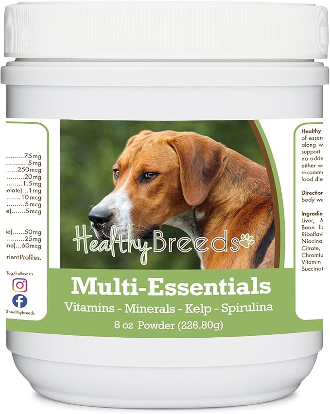 English Foxhound
