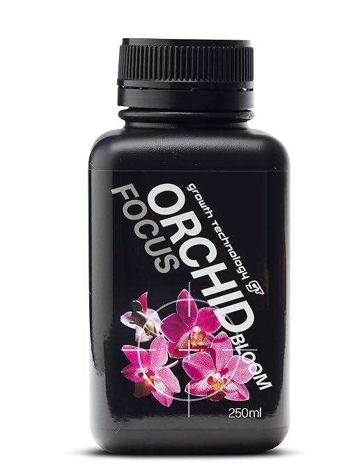 Orchid Bloom